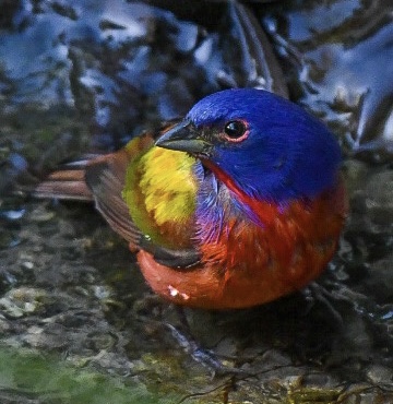 Birding Beaufort - Painted Bunting