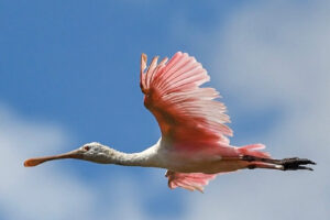 Birding Beaufort - Roseate Spoonbill in Flight