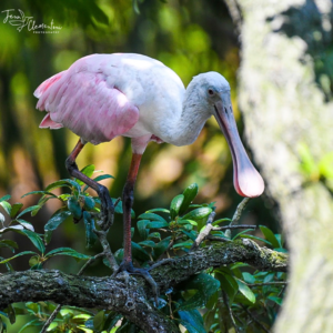 Roseate Spoonbill - Birding Beaufort